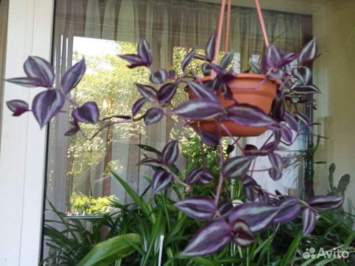 Традесканция зебрина