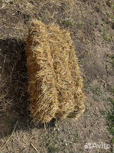 Солома в тюках гороховый, пшеничный, ячмень