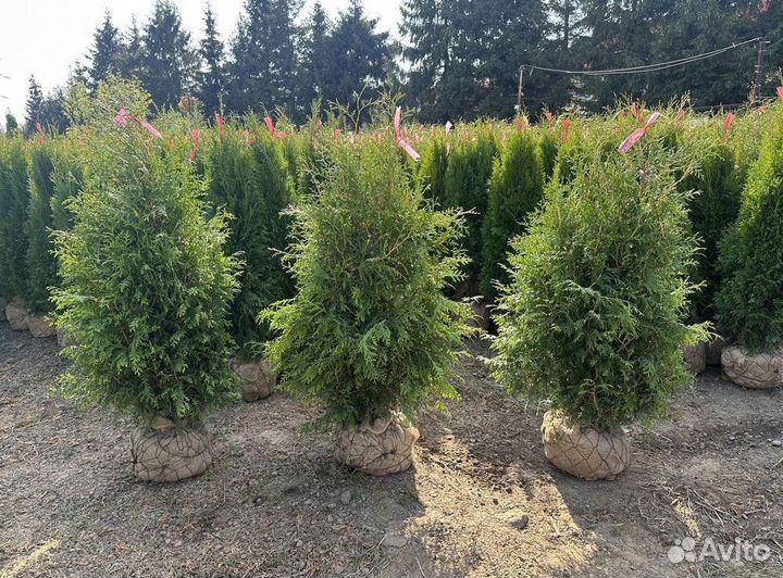 Туя западная Брабант с доставкой