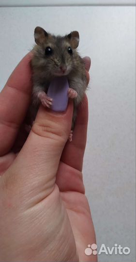 Джунгарский хомяк бесплатно