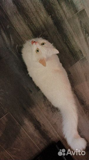 Присмотрю за вашим котом на время отпуска