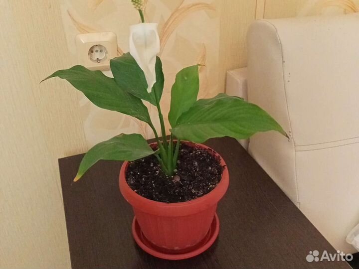 Спатифиллум (цветок женского счастья)