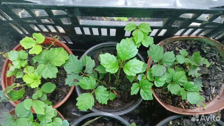 Виноград триостренный Вичи