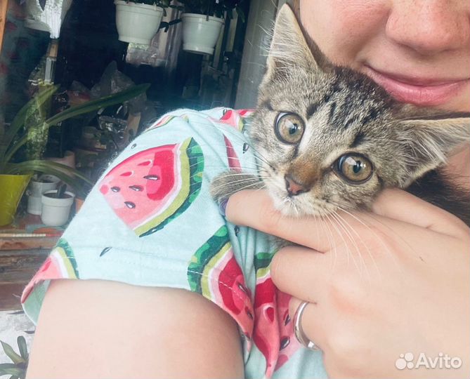 Котёнок ищет дом