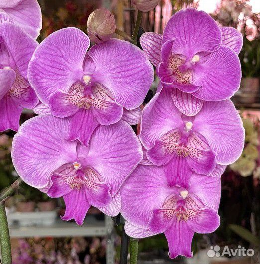Сортовые орхидеи