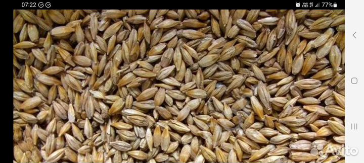 Ячмень упожай 2023