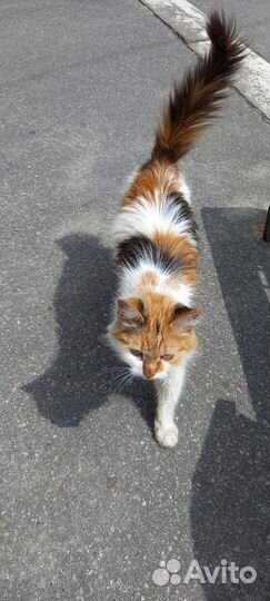 Кошка в дар