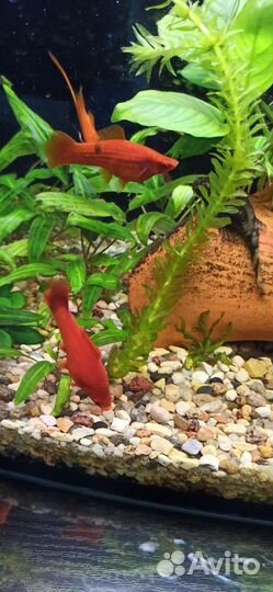 Аквариумные рыбки