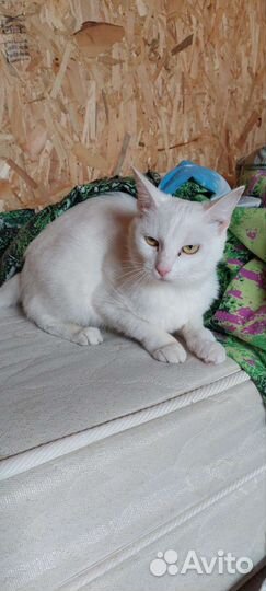 Белый котёнок из приюта для бездомных животных