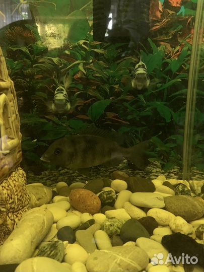 Аквариум 100л