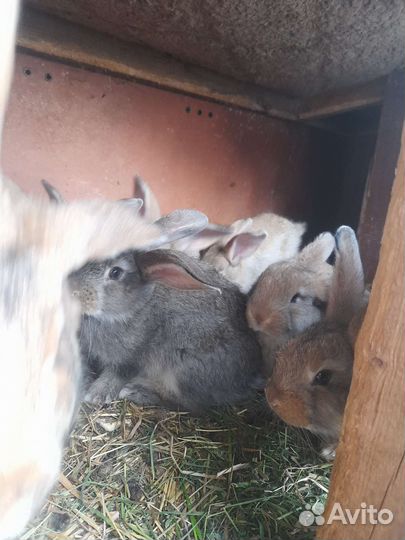 Кролики мясных пород