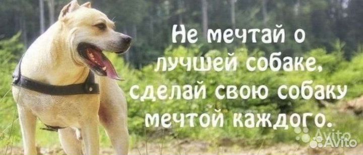 Услуги кинолога