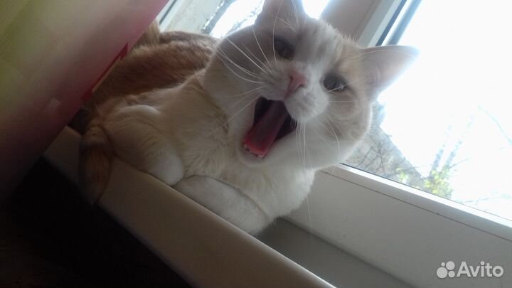 Котик ищет дом