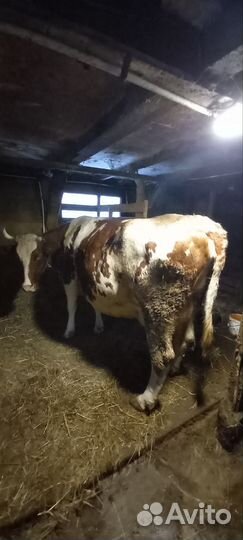 Корова на мясо