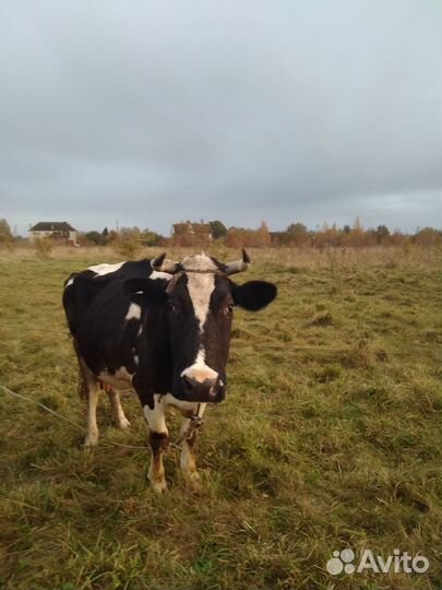 Продам корову
