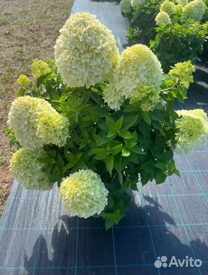 Гортензия метельчатая Литл Спуки