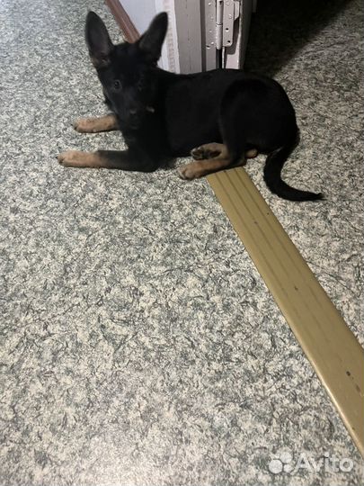 Щенок немецкой овчарки