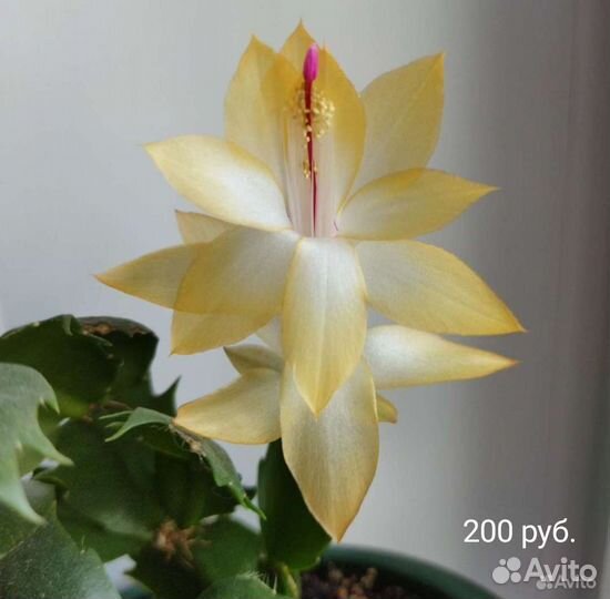 Декабрист (шлюмбергера)