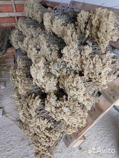 Тысячелистник лекарственный