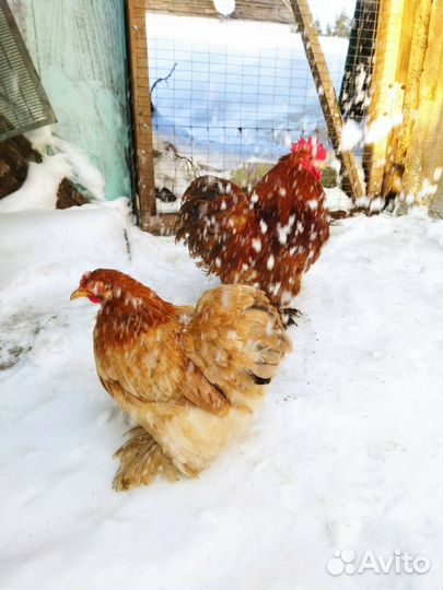 Китайские шелковые куры