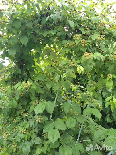 Малина Кумберленд чёрная саженцы