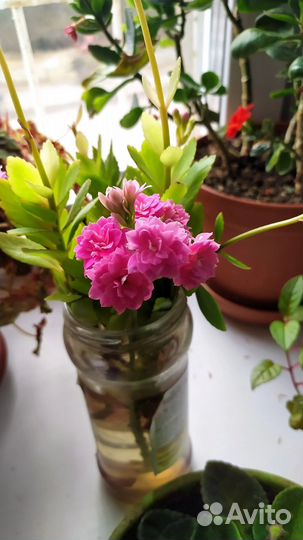 Каланхоэ цветущий