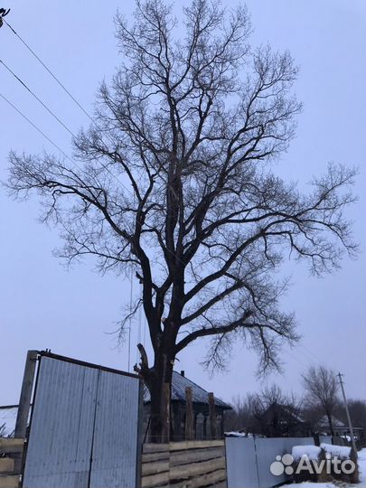 Спил деревьев