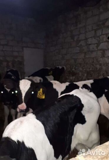 Бычки телята