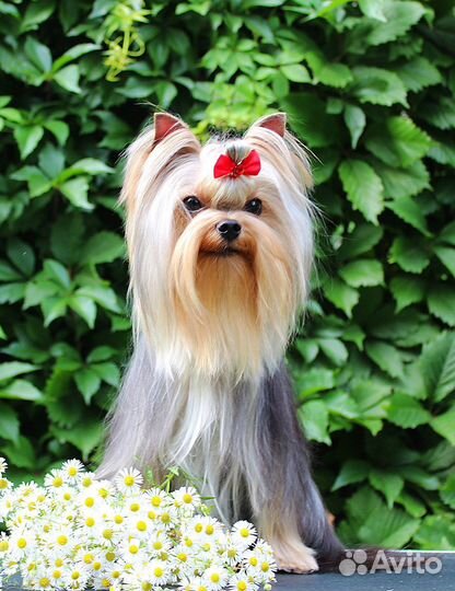 Йоркширский терьер вязка