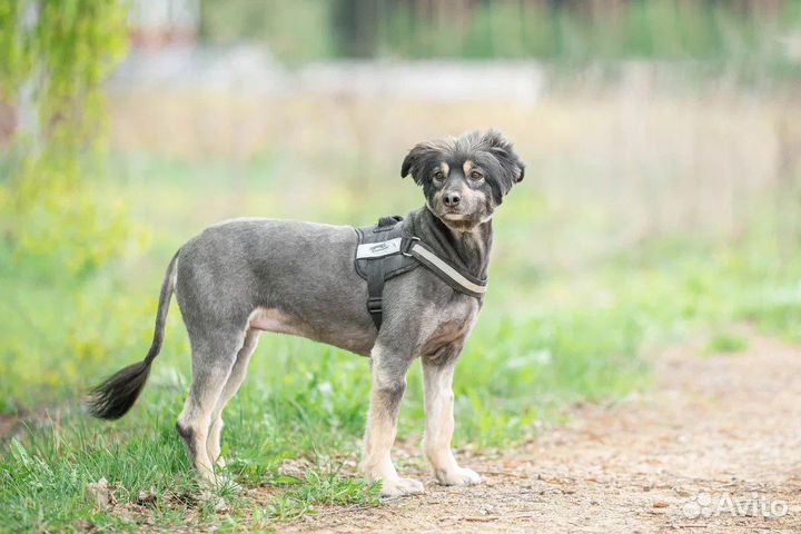 Собака в добрые руки метис