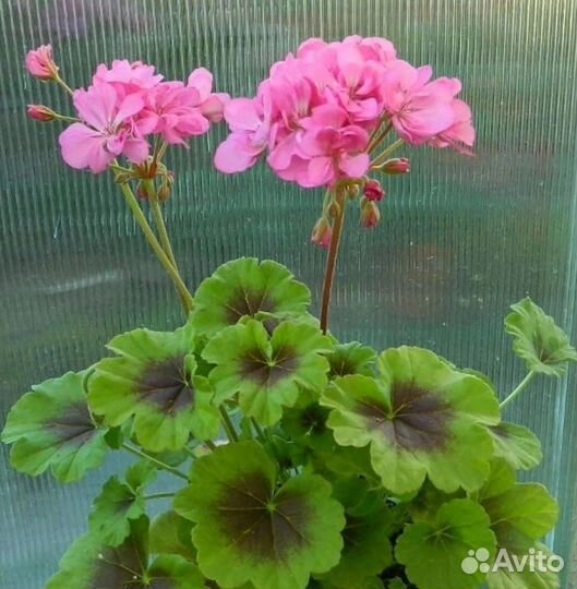 Пеларгония герань
