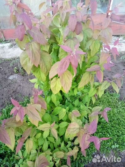 Форзиция, магония, вейгелла, спирея, лапчатка