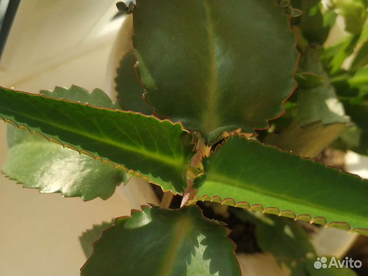 Каланхоэ лечебный