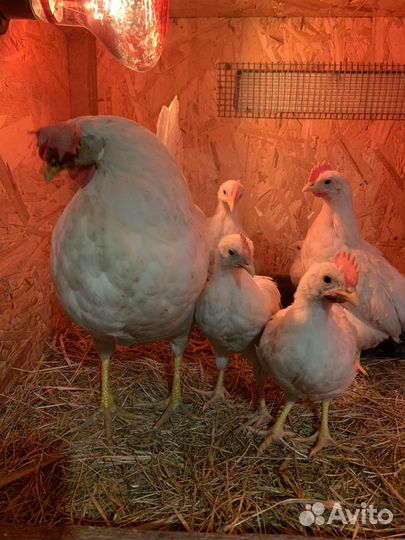 Домашние куриные яйца