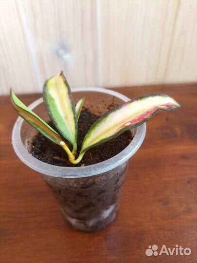 Хойя Вайети Триколор