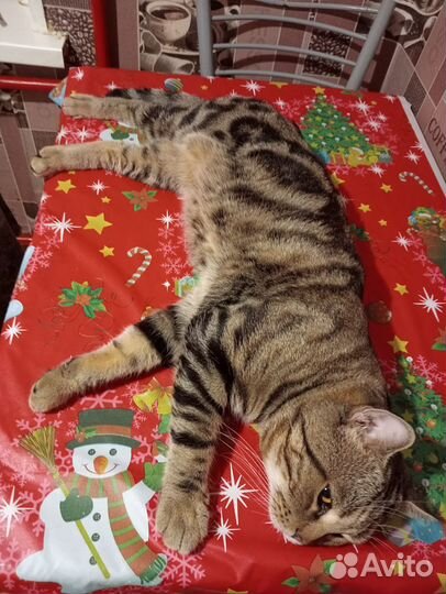 Британские котята