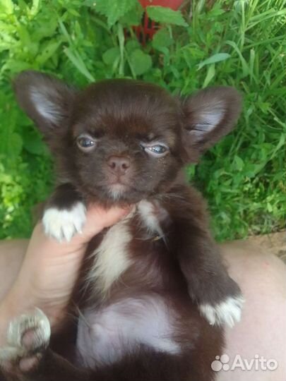 Щенки и подростки, чихуахуа шоколадные