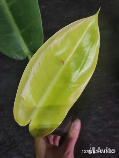 Филодендрон Империал Еллоу Флейм