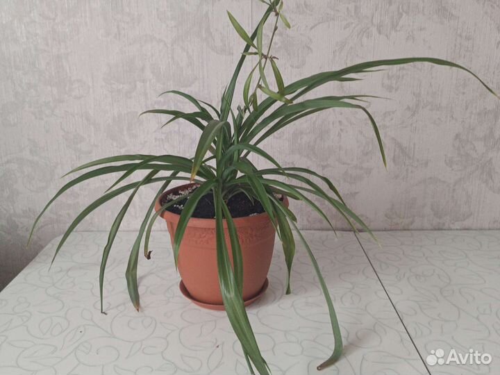 Хлорофитум