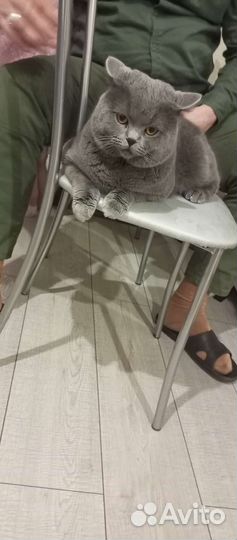 Британский кот вязка