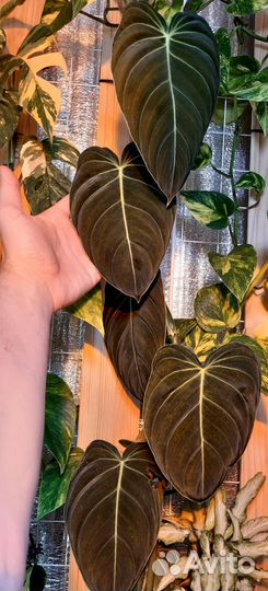 Филодендрон меланохризум