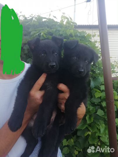 Щенки немецкой овчарки