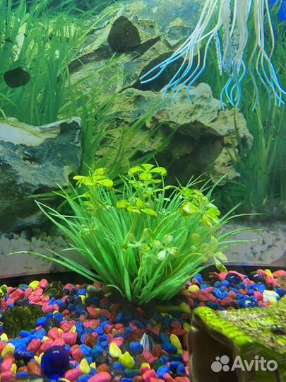 Аквариумные рыбы