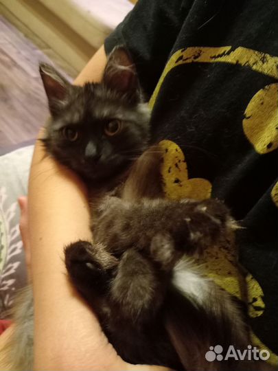 Котёнок