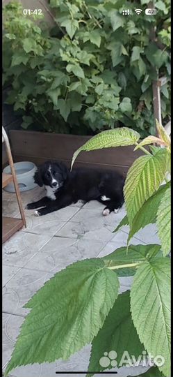 Собака щенок в добрые руки