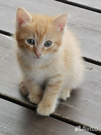 Котята мышеловы