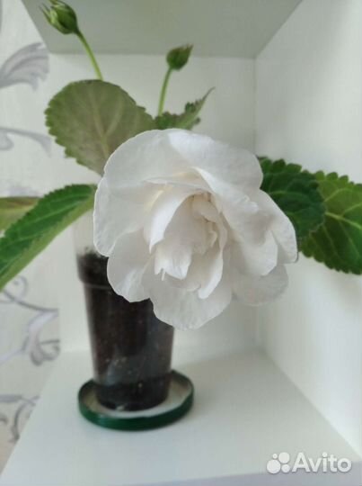 Глоксиния цветущая