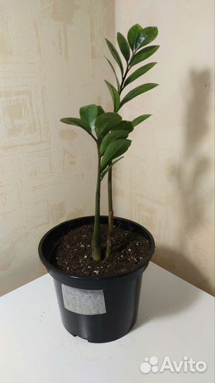 Замиокулькас