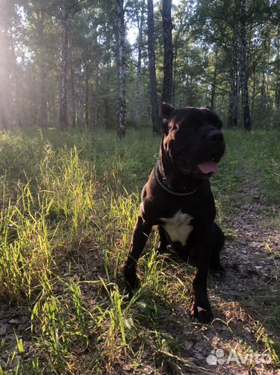 Передержка собак