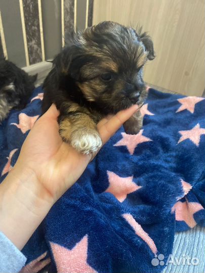 Йоркширский терьер